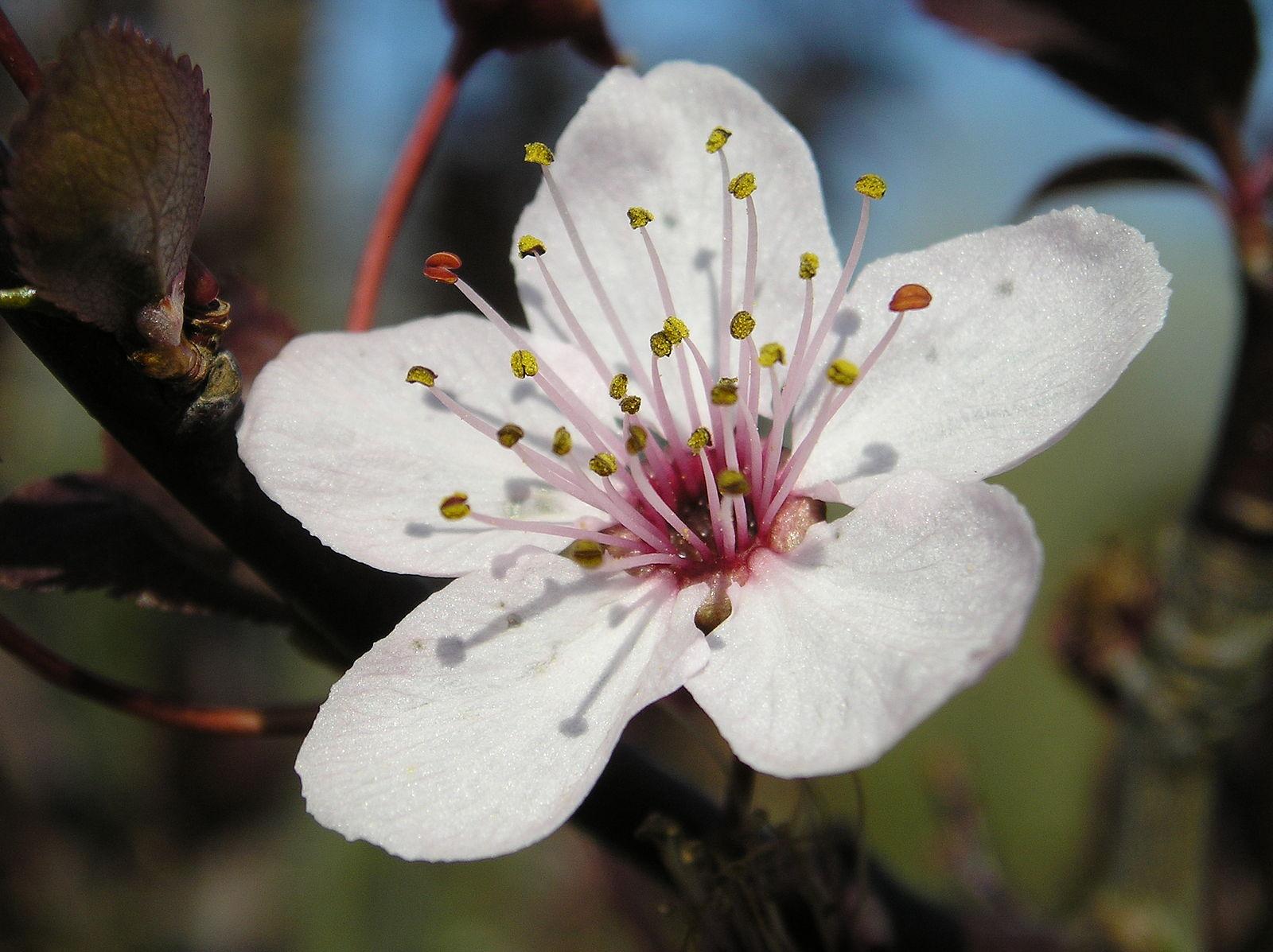 2007 03 fleur prunus cerasifera